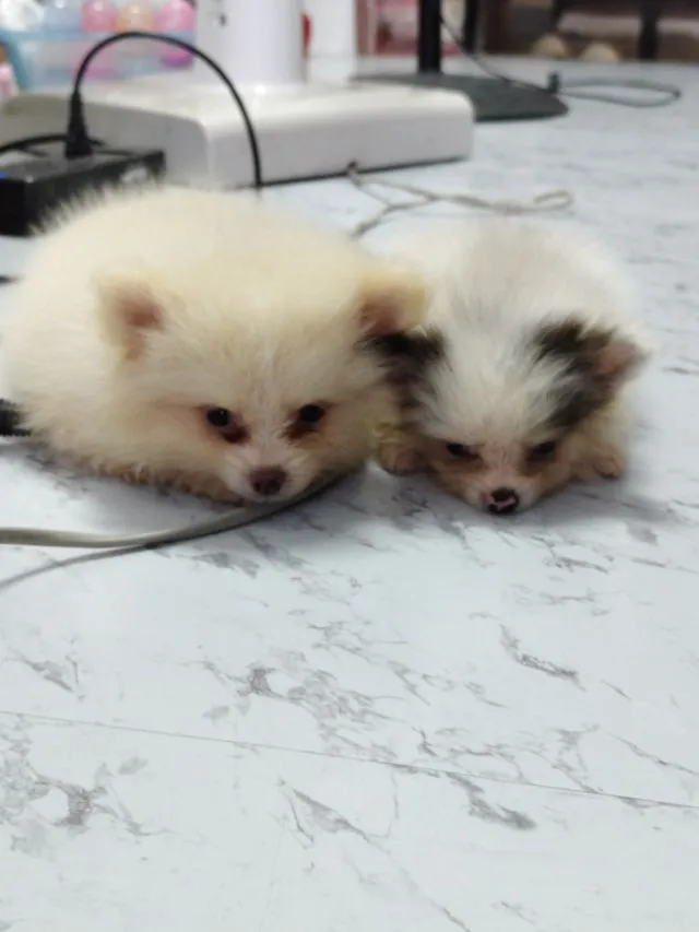 ขายหมาปอมแท้ ตาสีฟ้า