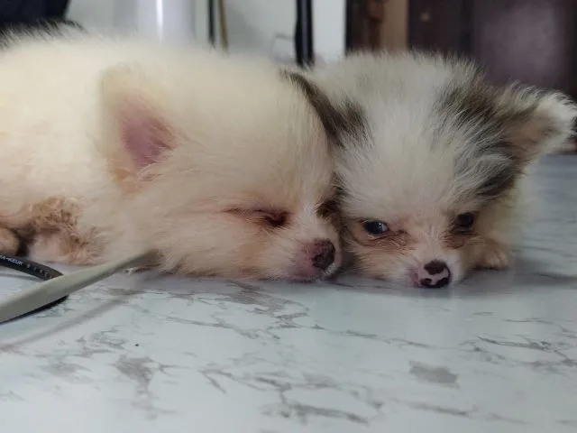 ขายหมาปอมแท้ ตาสีฟ้า