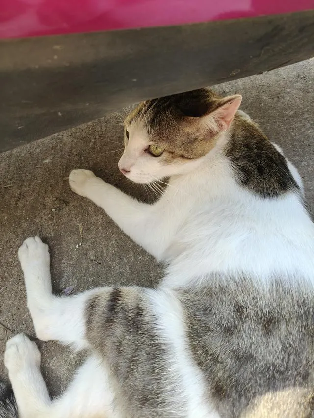 แมว ลูกครึ่ง พันธุ์ขาวมณี