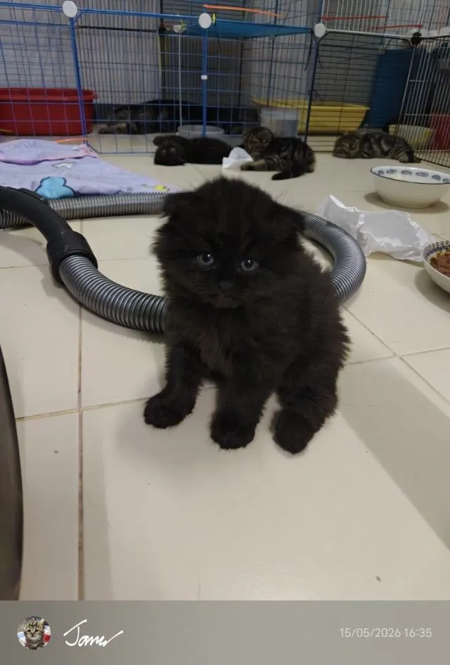แมว