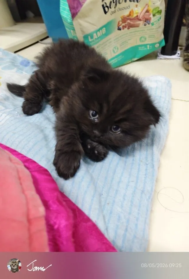 แมว