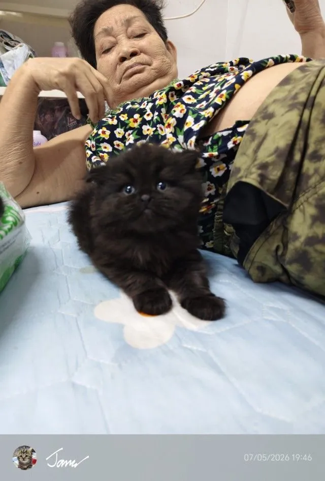 แมว