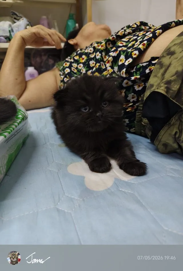 แมว