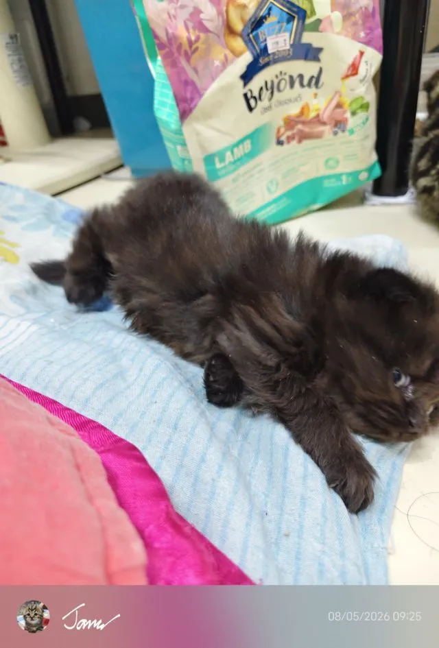 แมว