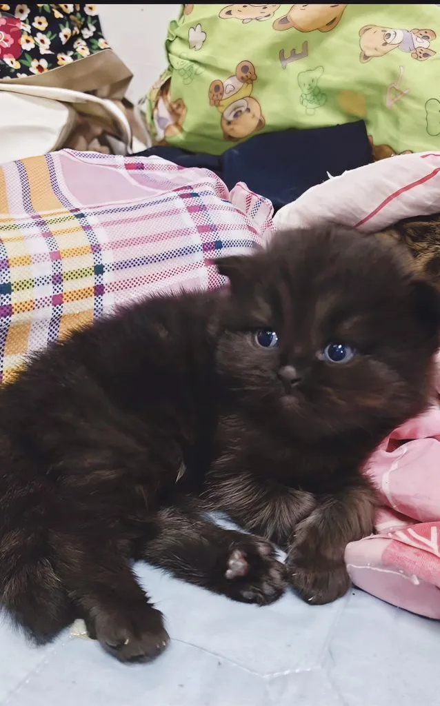 แมว