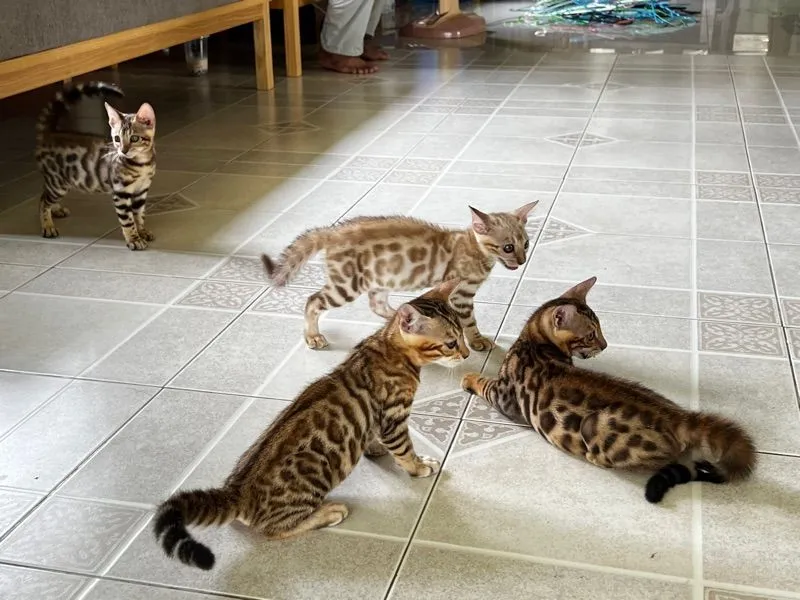 ขายน้องแมวเบงกอล มีทั้ง ช ญ จ้า