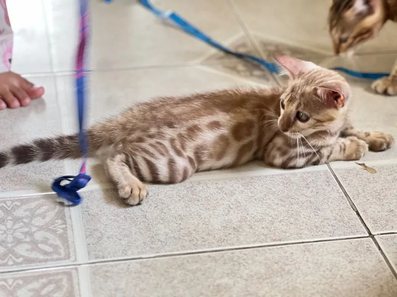 ขายน้องแมวเบงกอล มีทั้ง ช ญ จ้า
