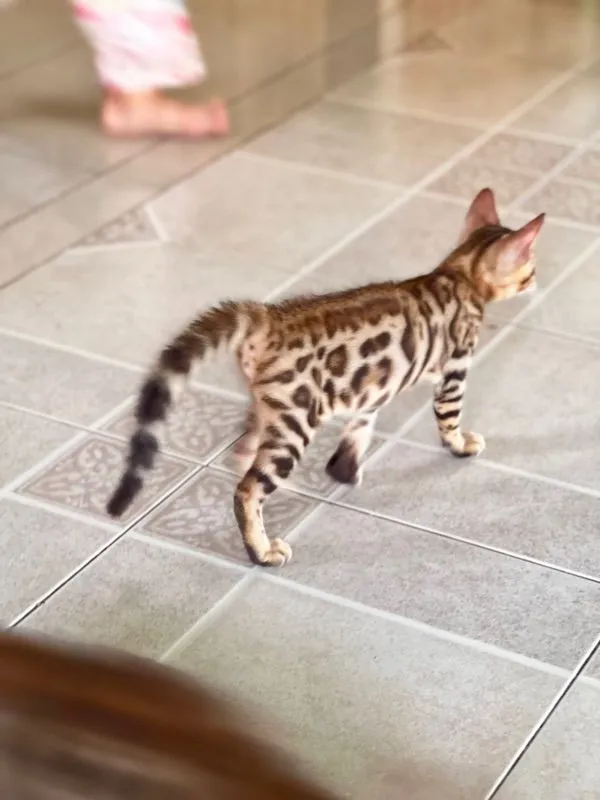 ขายน้องแมวเบงกอล มีทั้ง ช ญ จ้า