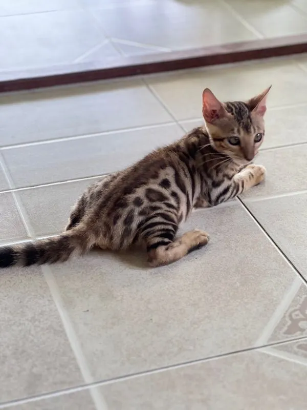 ขายน้องแมวเบงกอล มีทั้ง ช ญ จ้า