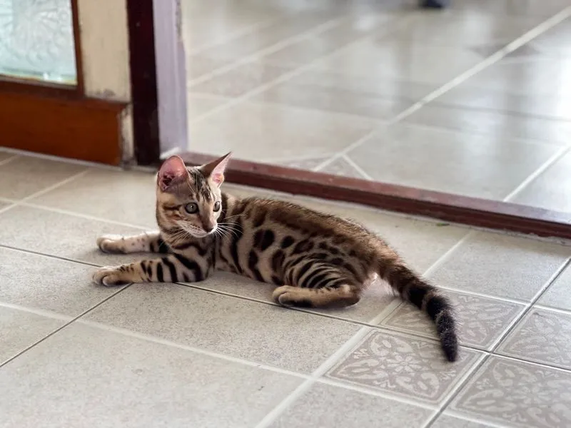ขายน้องแมวเบงกอล มีทั้ง ช ญ จ้า