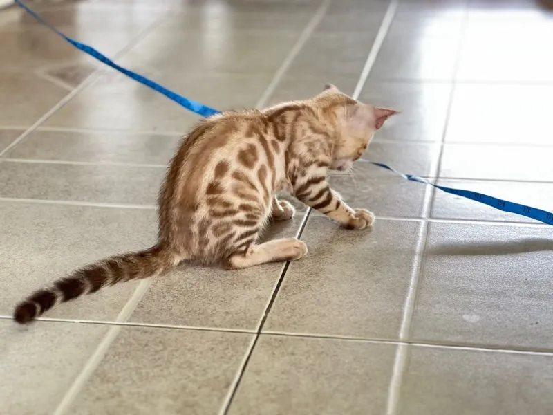 ขายน้องแมวเบงกอล มีทั้ง ช ญ จ้า