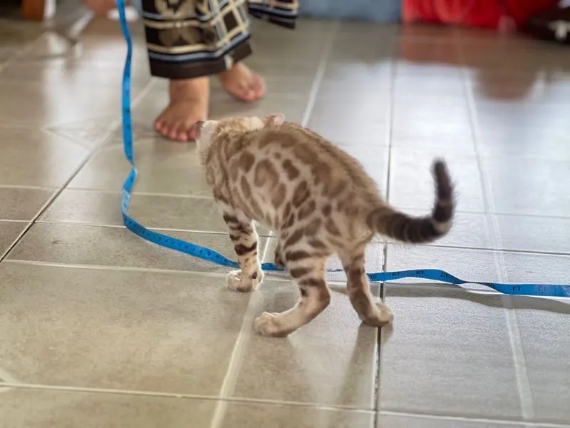 ขายน้องแมวเบงกอล มีทั้ง ช ญ จ้า