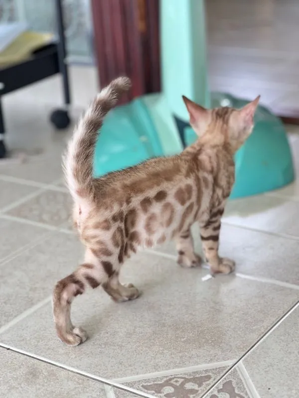 ขายน้องแมวเบงกอล มีทั้ง ช ญ จ้า