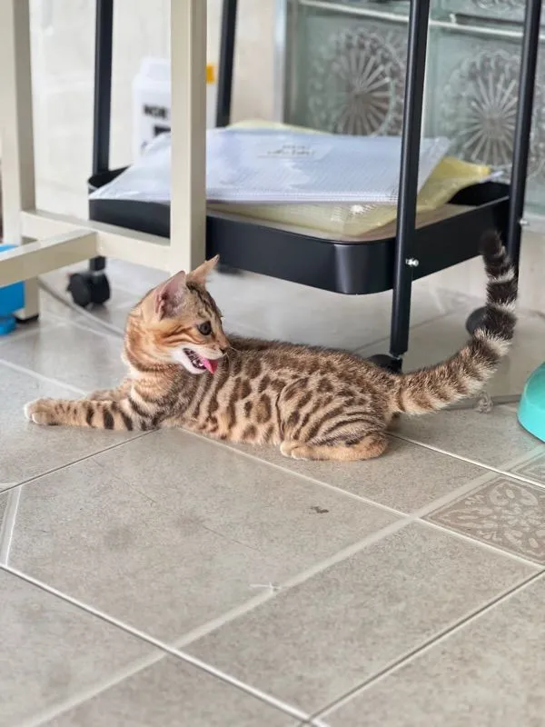 ขายน้องแมวเบงกอล มีทั้ง ช ญ จ้า