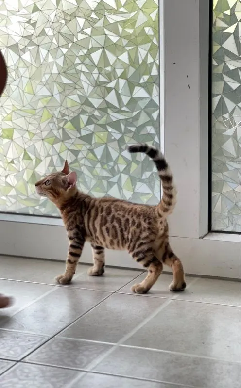 ขายน้องแมวเบงกอล มีทั้ง ช ญ จ้า