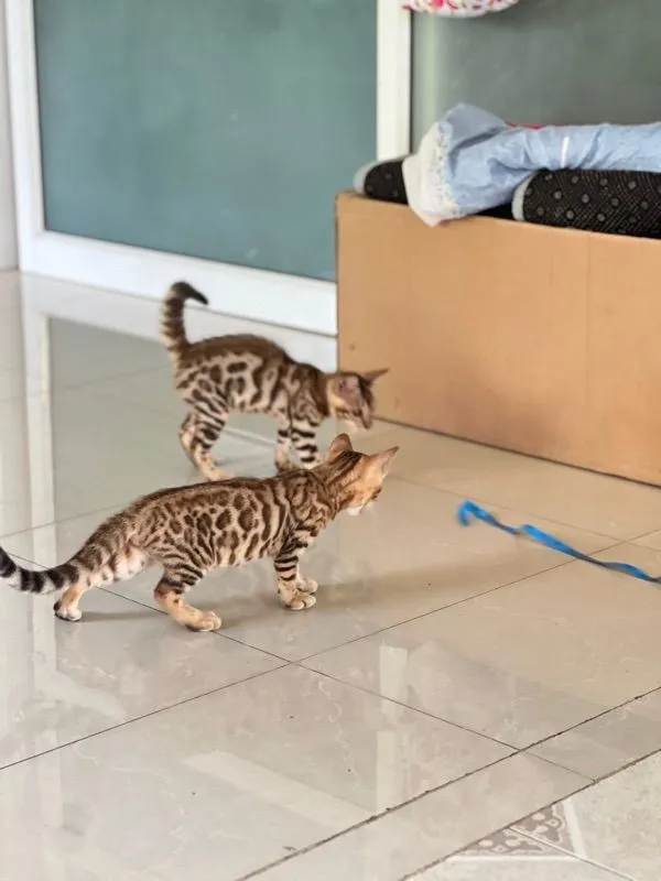 ขายน้องแมวเบงกอล มีทั้ง ช ญ จ้า