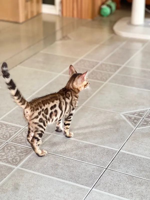 ขายน้องแมวเบงกอล มีทั้ง ช ญ จ้า
