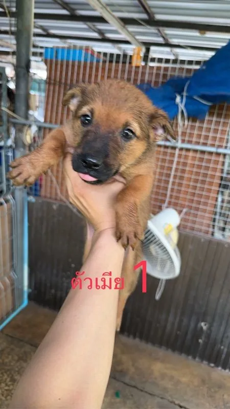 ร็อตไวเลอร์ผสมไทย