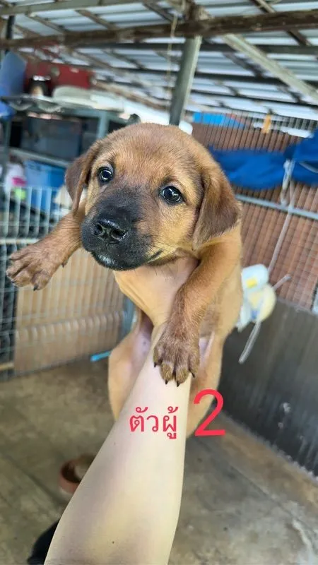 ร็อตไวเลอร์ผสมไทย