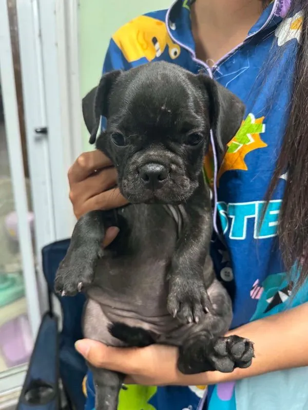 เฟรนมีหาง