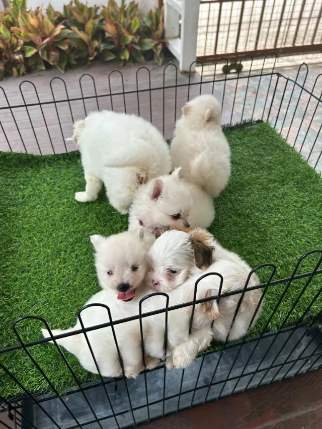 ปอมกับชิสุ