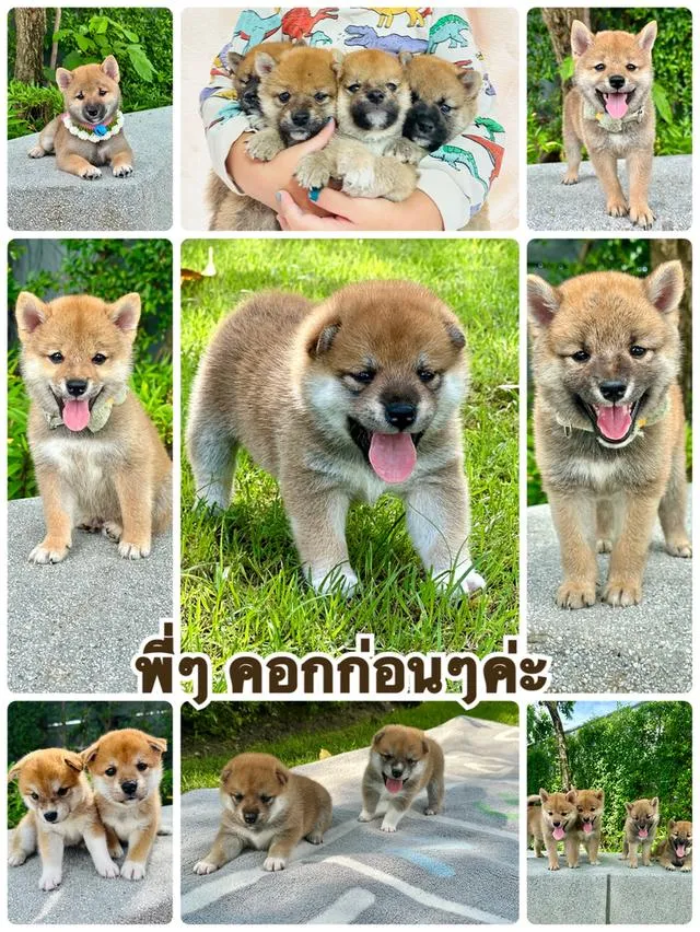 ลูกสุนัข ชิบะอินุแท้ 💯 มีใบเพ็ดดีกรี อายุตอนนี้ 19 วัน พร้อมย้ายบ้านสิ้นเดือนพฤษภาคมค่ะ