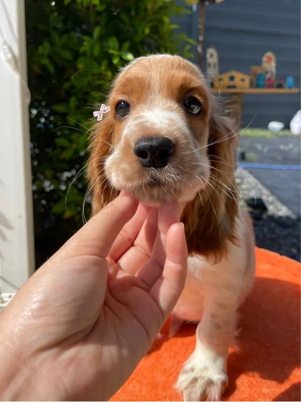 English Cocker spaniel (อิงลิชค็อกเกอร์สเปเนียล)