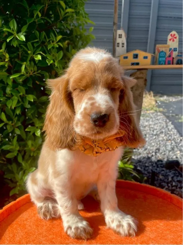 English Cocker spaniel (อิงลิชค็อกเกอร์สเปเนียล)