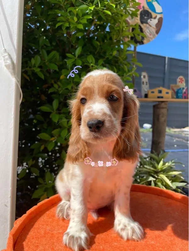 English Cocker spaniel (อิงลิชค็อกเกอร์สเปเนียล)