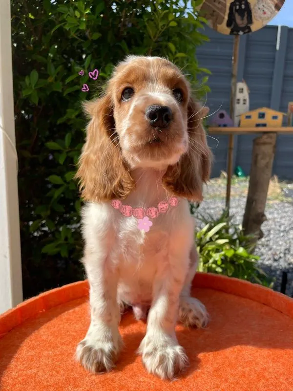 English Cocker spaniel (อิงลิชค็อกเกอร์สเปเนียล)
