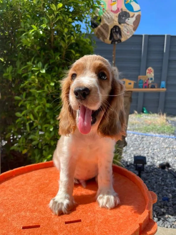 English Cocker spaniel (อิงลิชค็อกเกอร์สเปเนียล)
