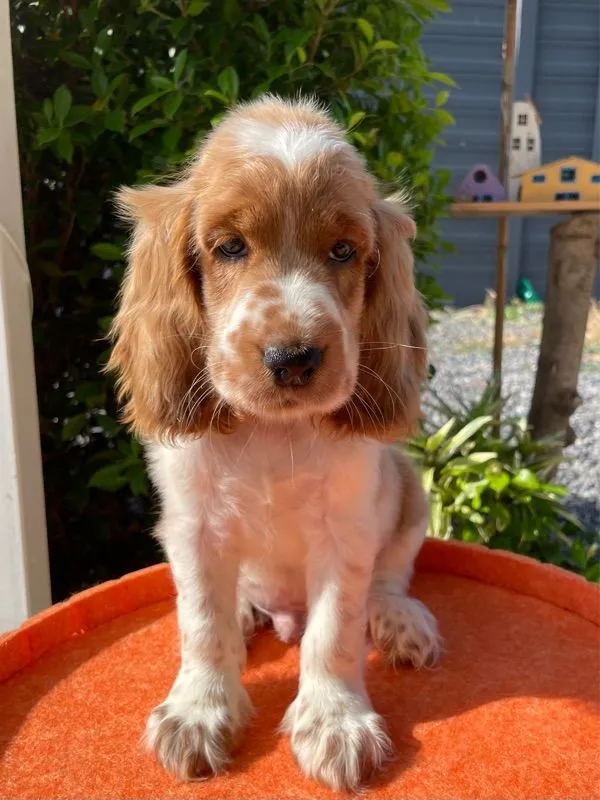 English Cocker spaniel (อิงลิชค็อกเกอร์สเปเนียล)