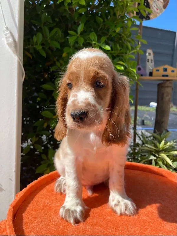 English Cocker spaniel (อิงลิชค็อกเกอร์สเปเนียล)