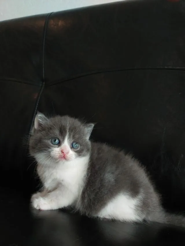 แมว scottish fold