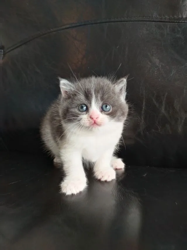 แมว scottish fold