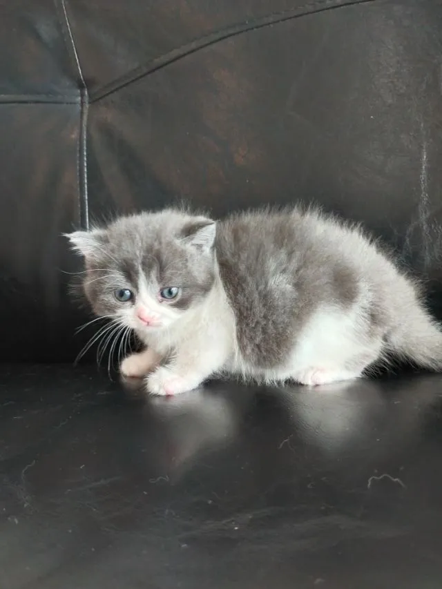 แมว scottish fold