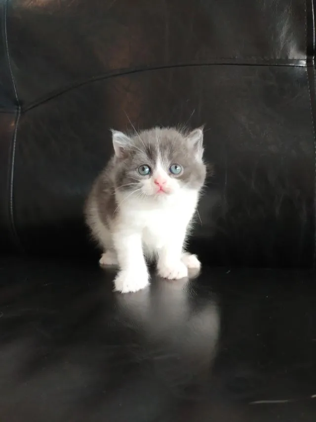 แมว scottish fold