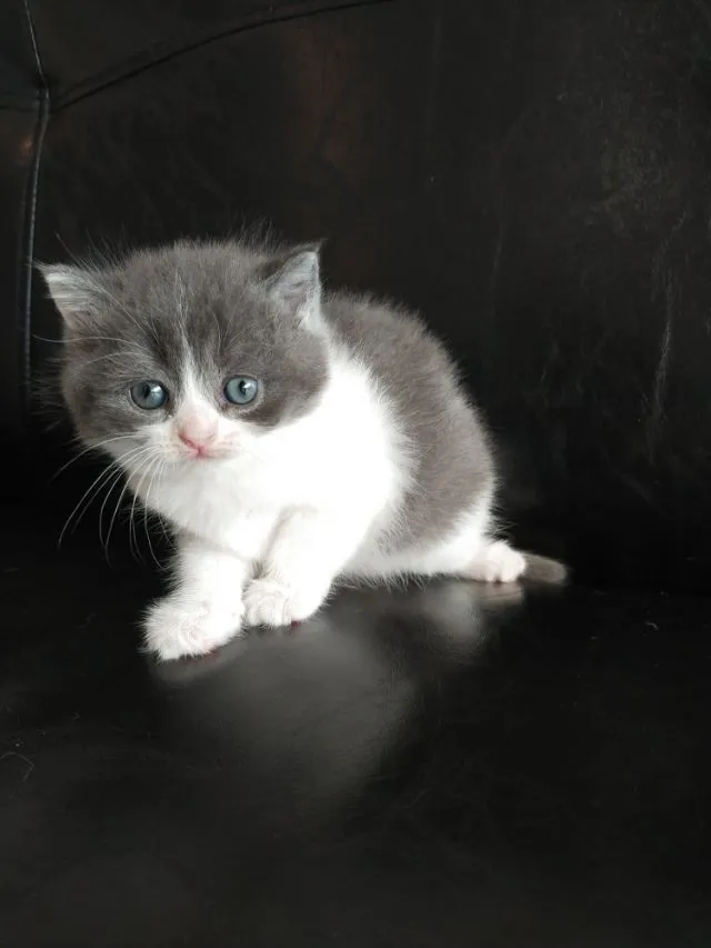 แมว scottish fold