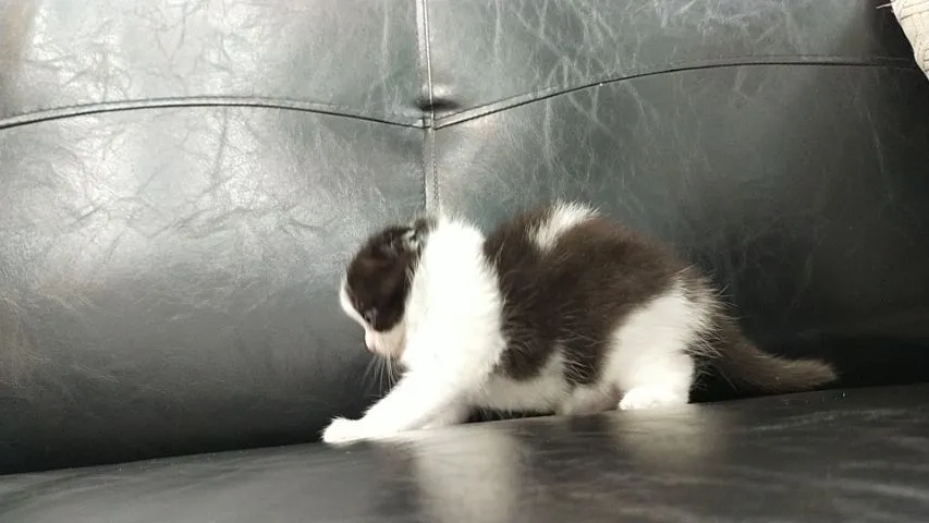 แมว scottish fold