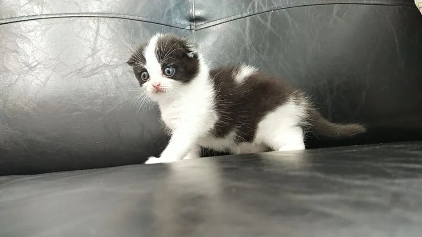 แมว scottish fold