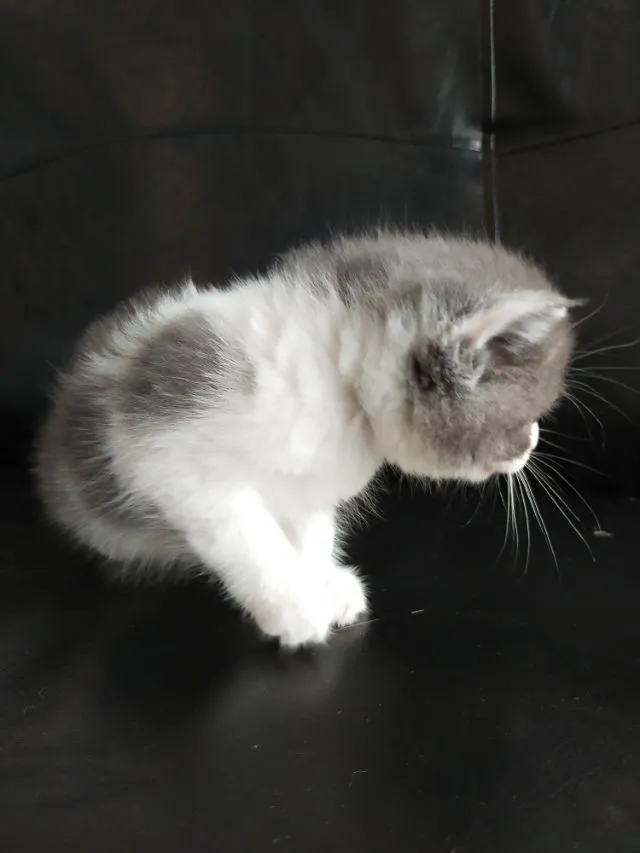 แมว scottish fold