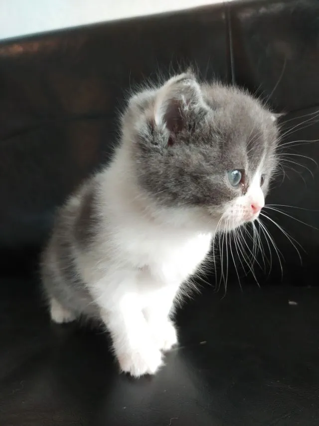 แมว scottish fold