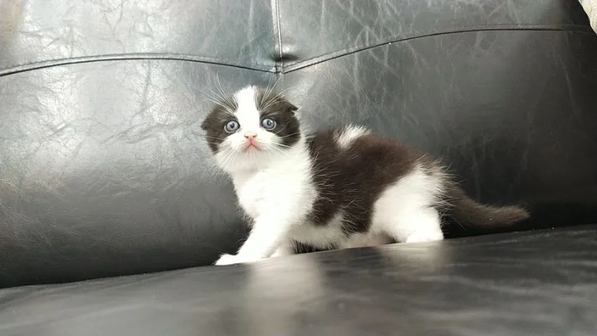 แมว scottish fold