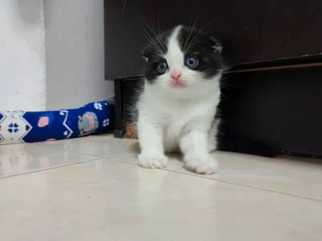 แมว scottish fold