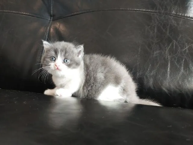 แมว scottish fold