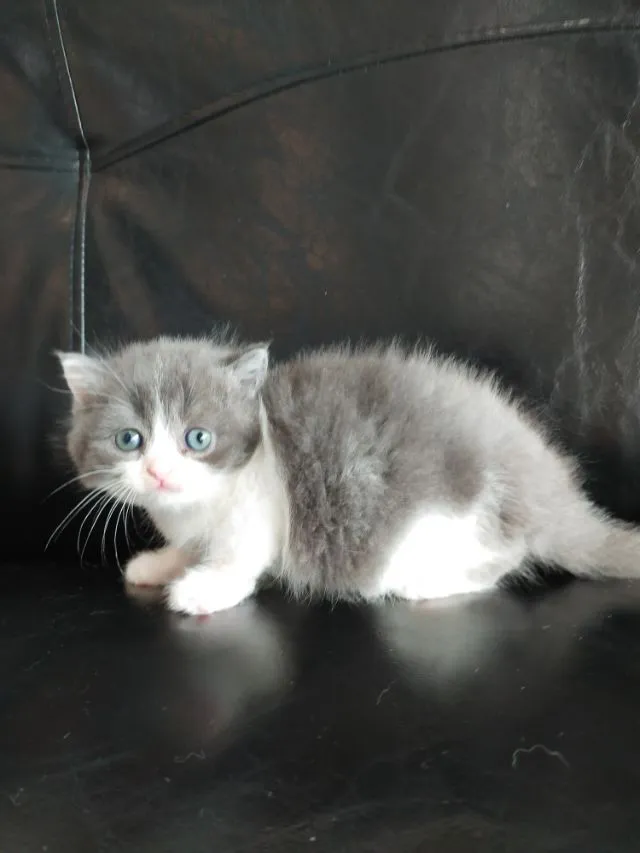 แมว scottish fold