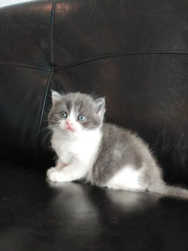 แมว scottish fold