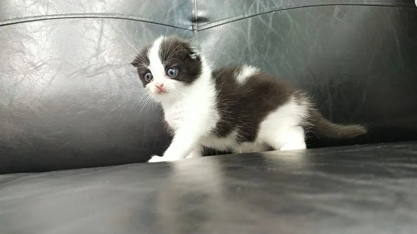 แมว scottish fold