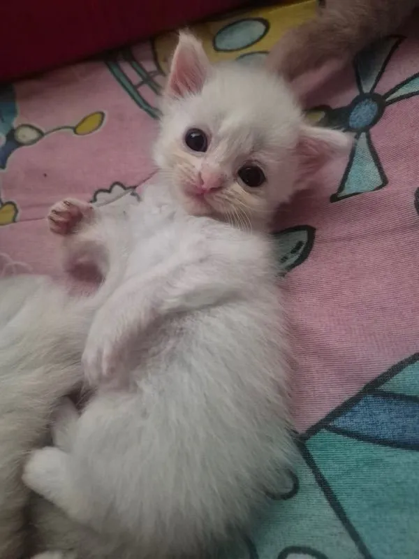 เปอร์เซีย