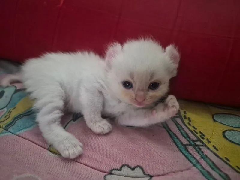 เปอร์เซีย